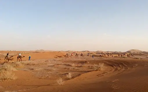 excursion à dos de dromadaires au désert